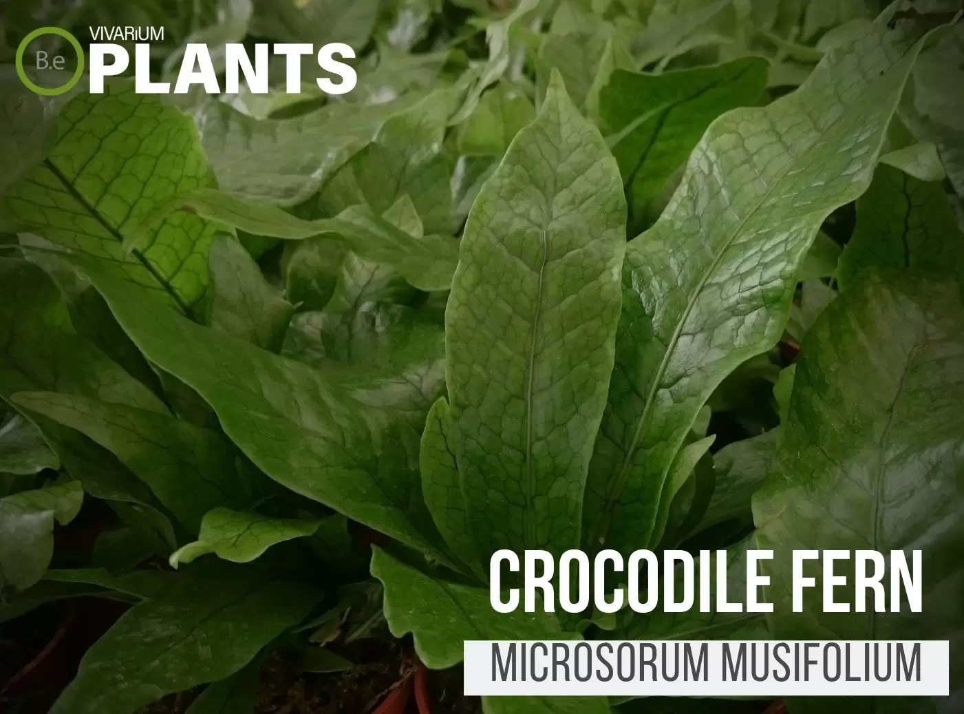 Crocodile Fern (Microsorum musifolium 'Crocodyllus')