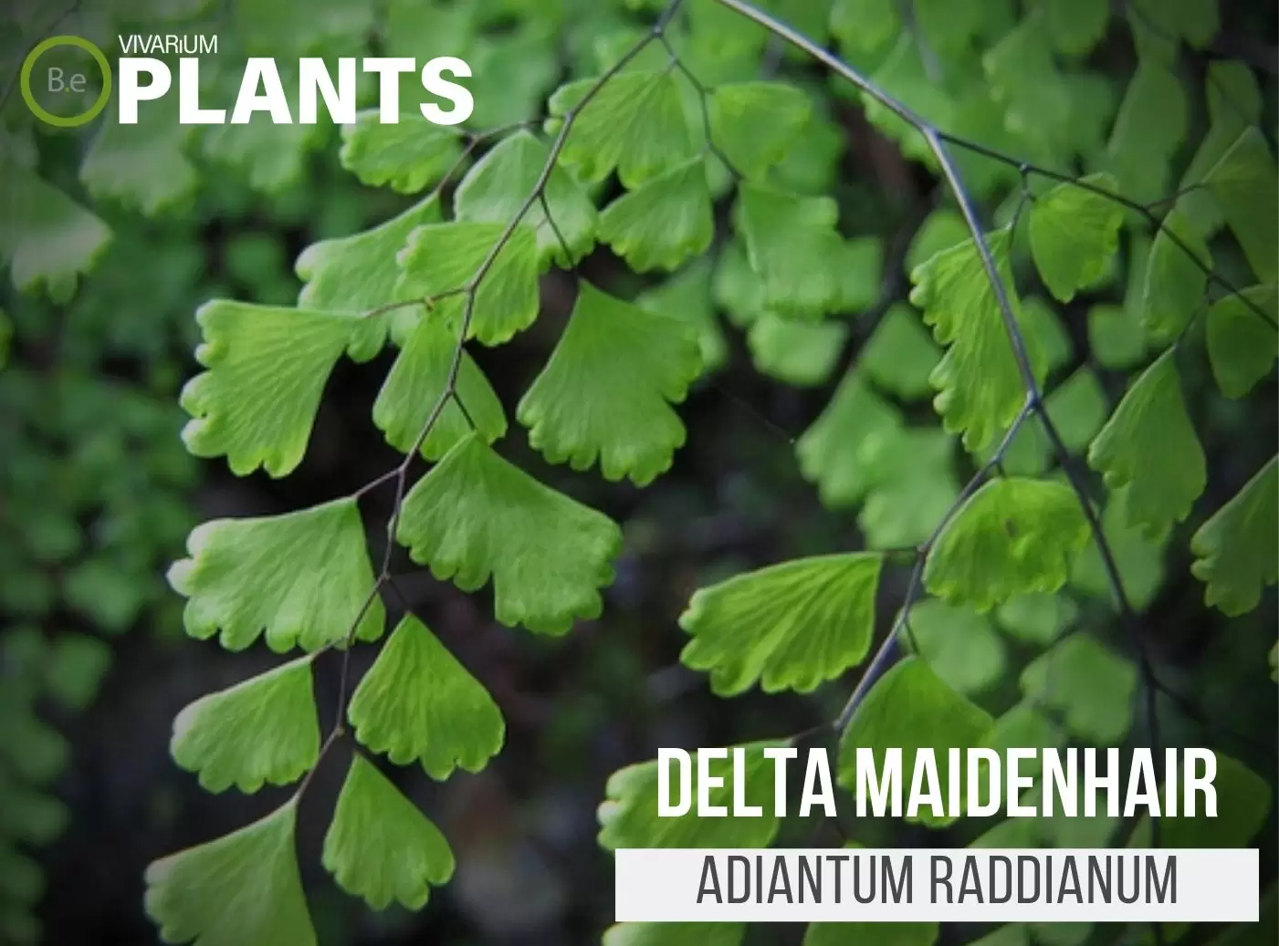Delta Maidenhair Fern (Adiantum Raddianum)