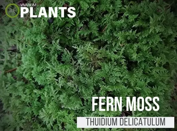 Fern Moss Thuidium delicatulum
