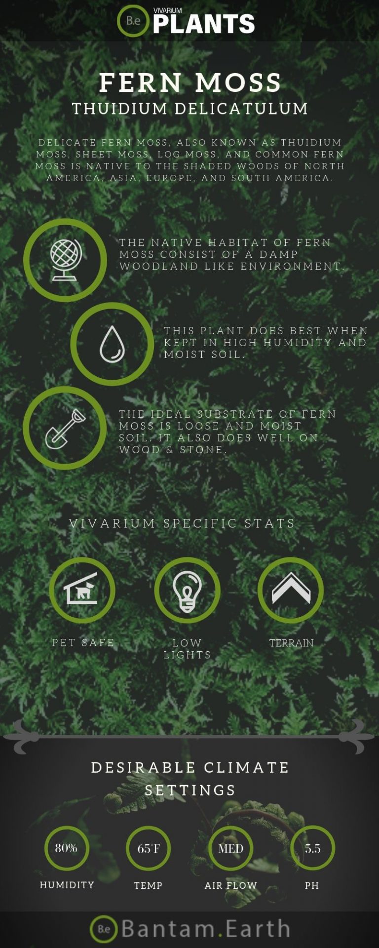 Thuidium Delicatulum "Fern Moss" Care Guide | Vivarium Plants