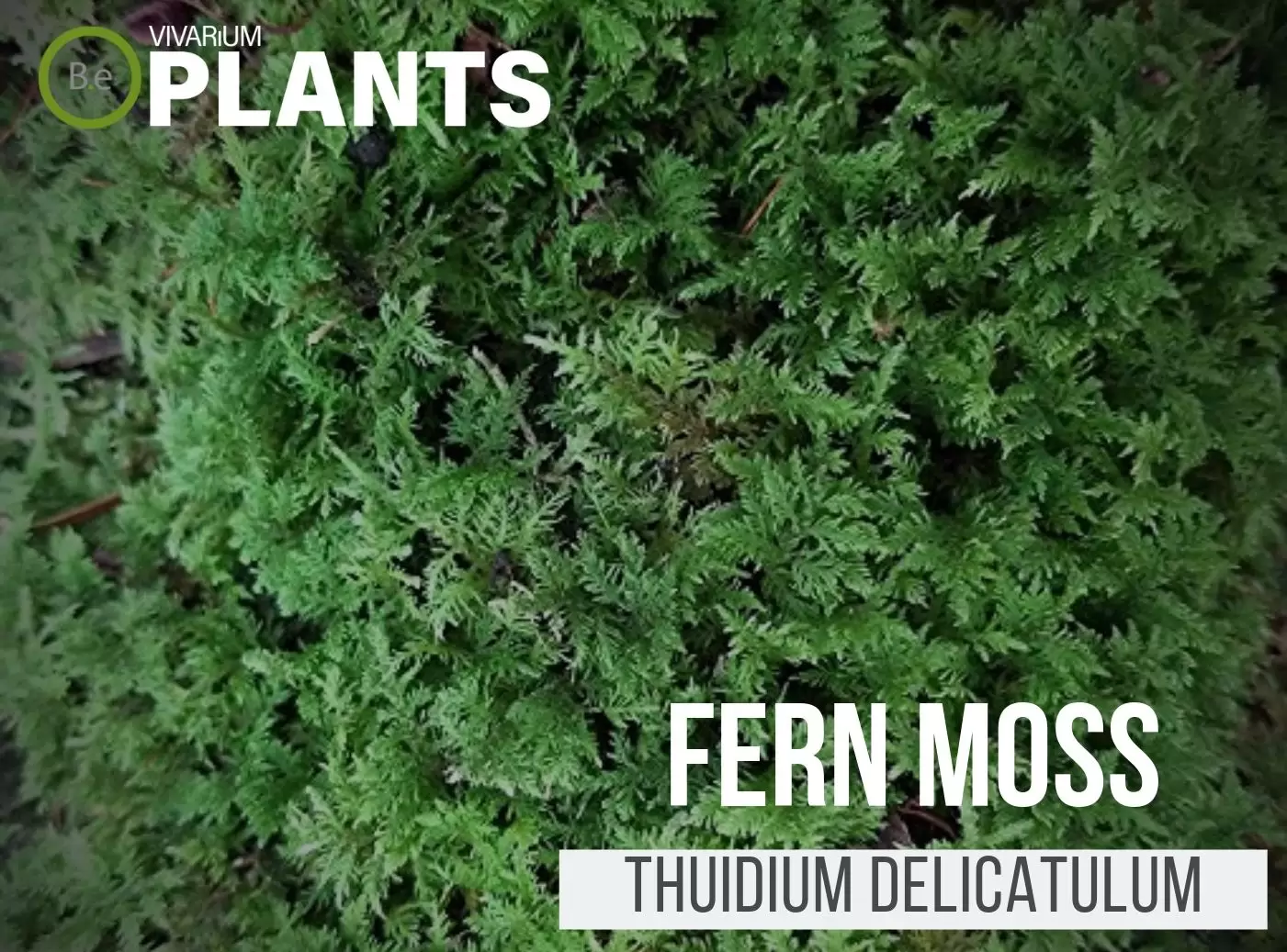 Thuidium Delicatulum Fern Moss Care Guide