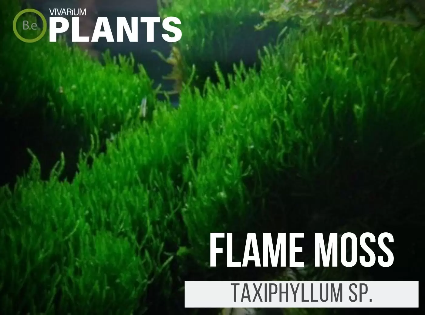 Flame Moss Taxiphyllum sp