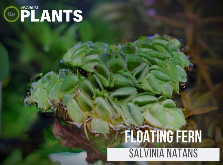Salvinia Natans "Floating Fern" Care Guide Vivarium Plants