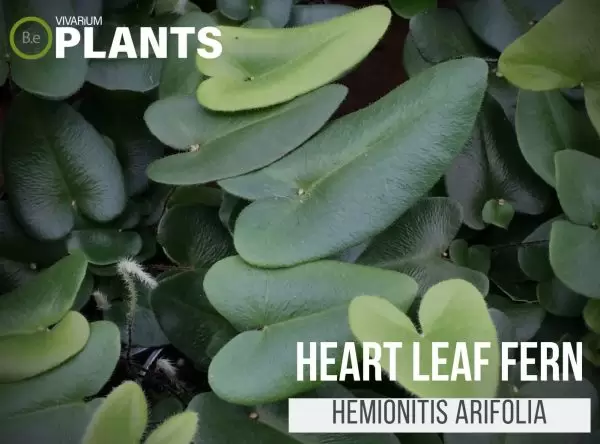 Heart Fern (Hemionitis Arifolia)