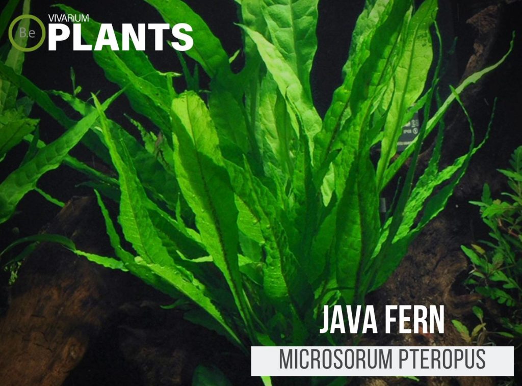 Java Fern (Microsorum Pteropus)