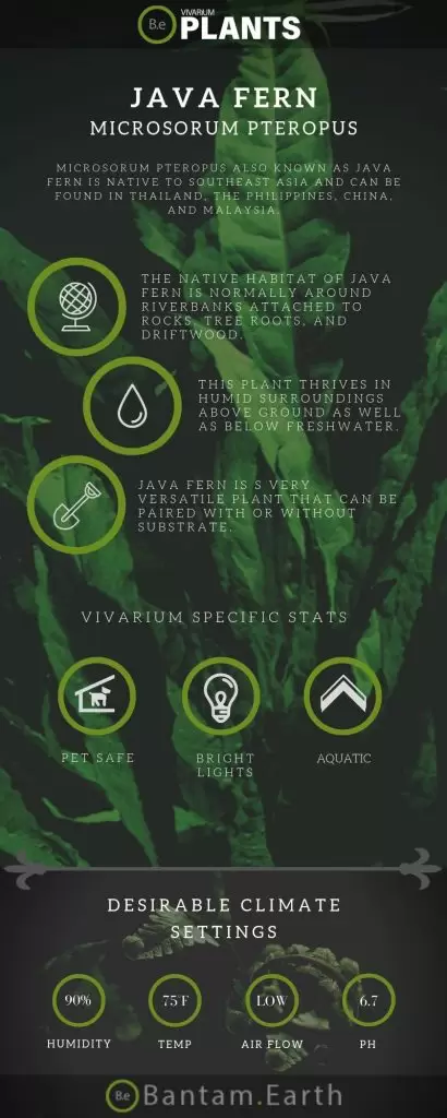 Java Fern (Microsorum Pteropus) Care Guide