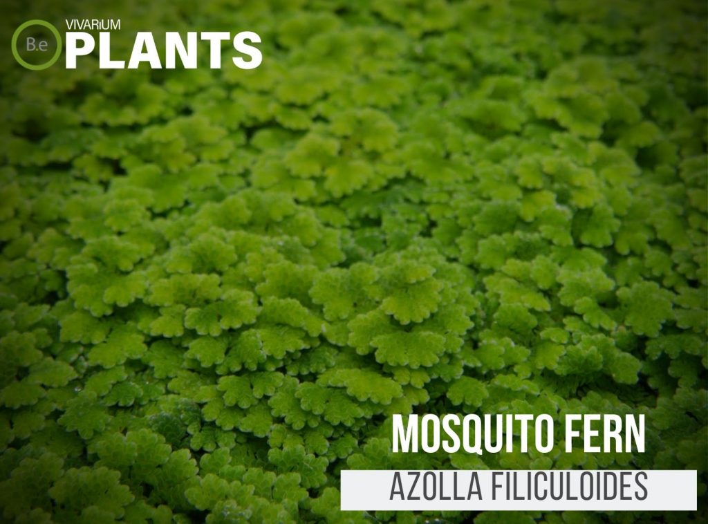 Mosquito Fern (Azolla Filiculoides)