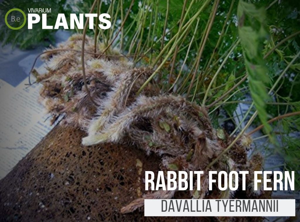 Rabbit Foot Fern (Davallia Tyermannii)