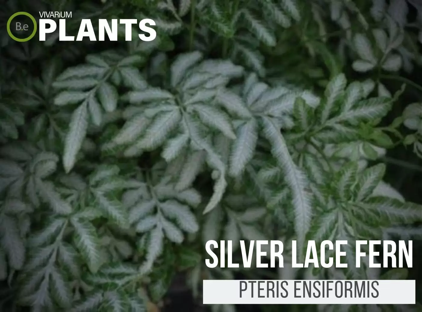  Silber Spitze Farn (Pteris Ensiformis)