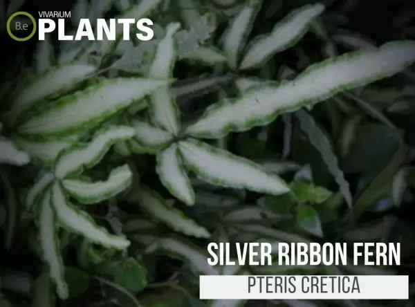 Silver Ribbon Fern (Pteris Cretica)