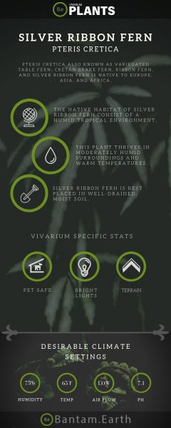 Pteris Cretica "Silver Ribbon Fern" Care Guide | Vivarium Plants