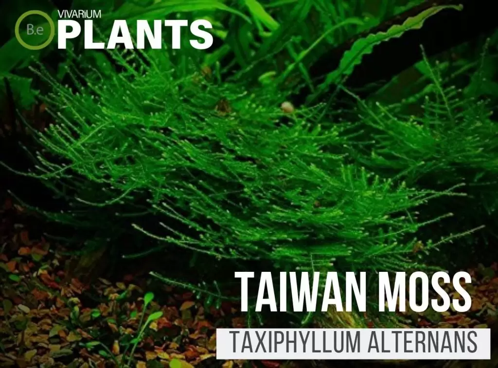 Taiwan Moss (Taxiphyllum Alternans)