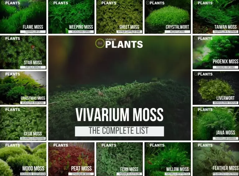 Vivarium Moss