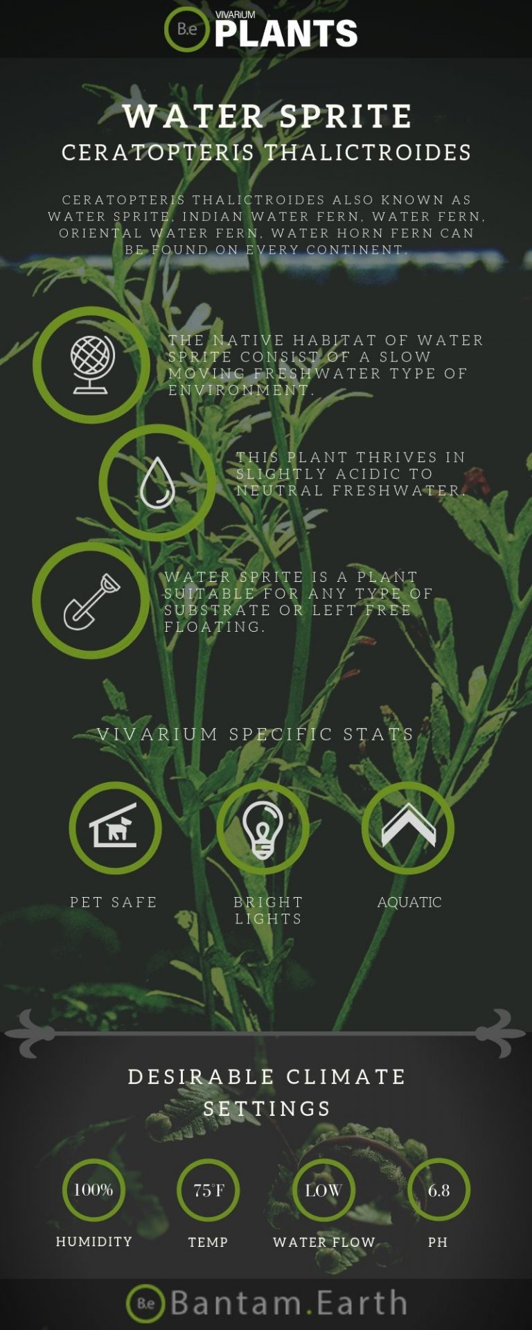 Guía para el cuidado de los "Sprites de agua" de Ceratopteris