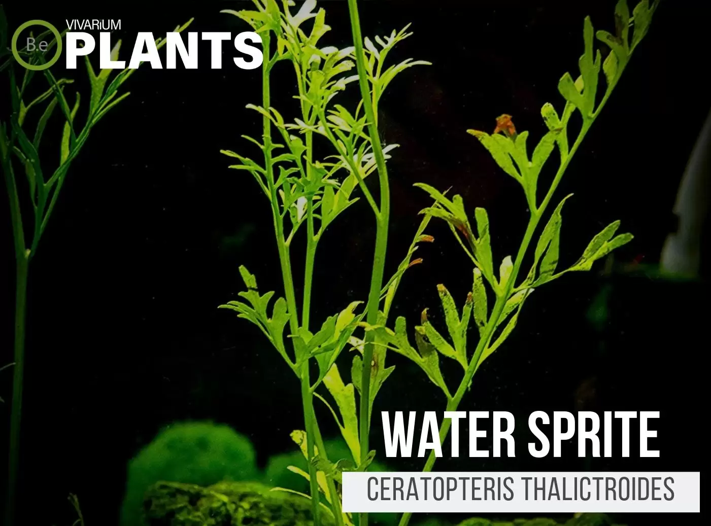 Ceratopteris Cornuta Water Sprite 3x - Floating Fern Live Aquarium Plant