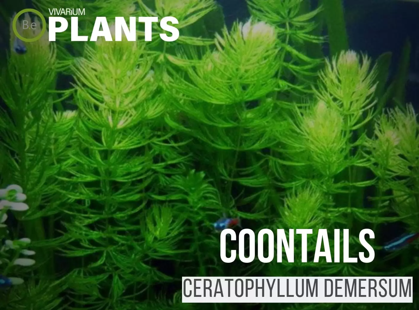 coontails hornworts (Ceratophyllum Demersum)