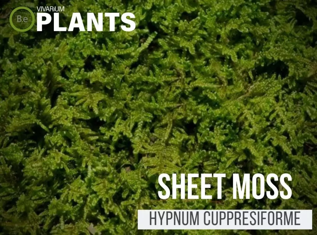 download free sheet moss