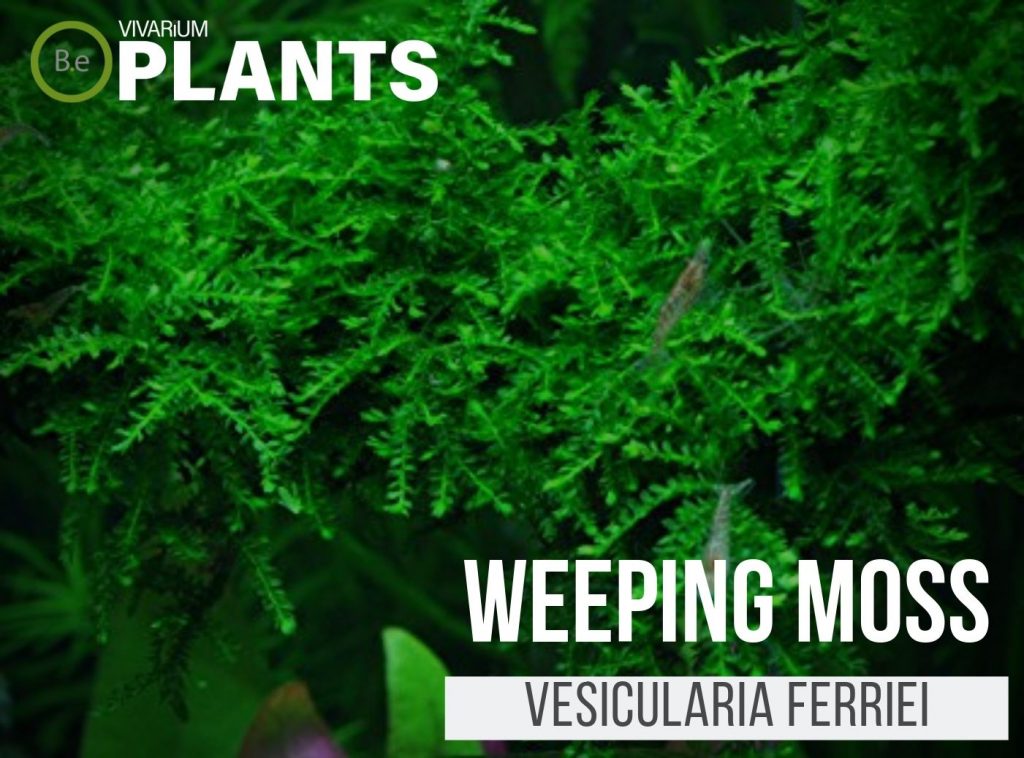 Weeping Moss (Vesicularia Ferriei)