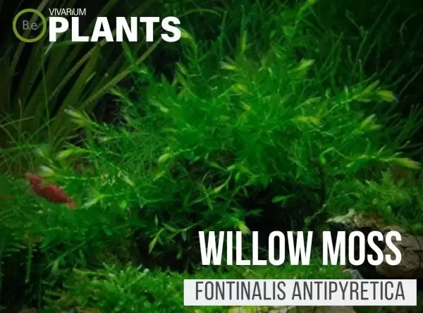 Willow Moss (Fontinalis Antipyretica)
