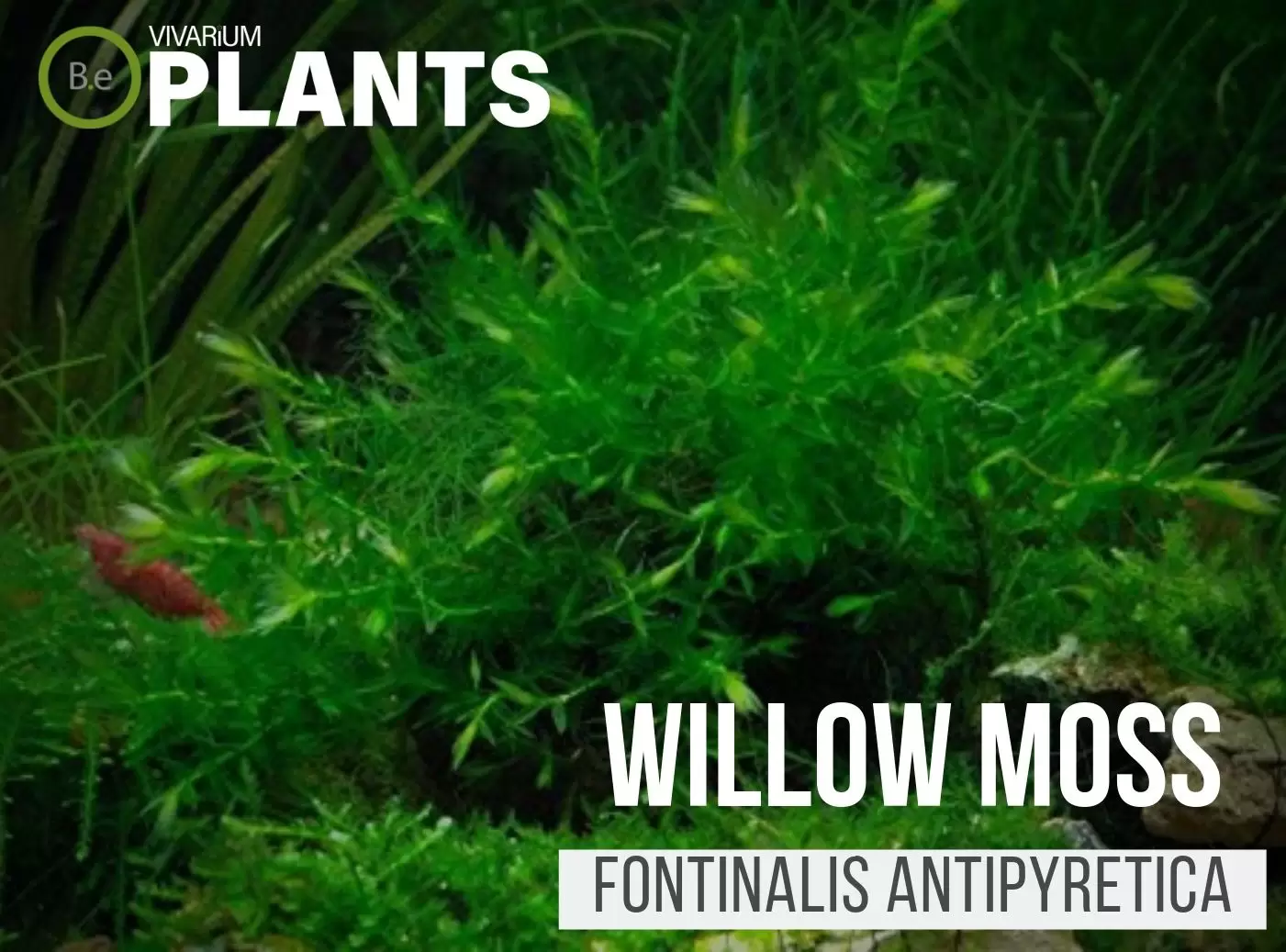 Willow Moss (Fontinalis Antipyretica ))