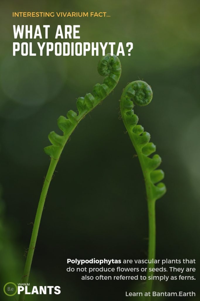 Complete List Of Miniature Fern For Vivariums & Care Guide Tips