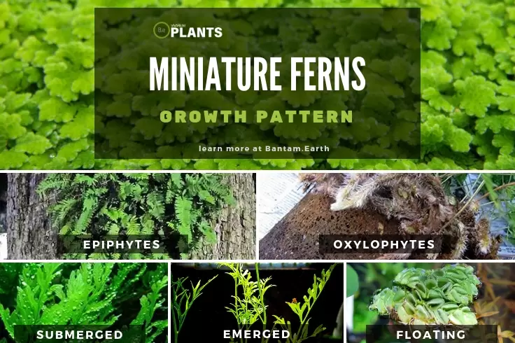 Different ways that ferns grow