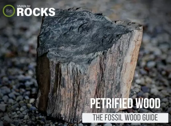 Petrified Wood "Fossil Wood" Hardscape Guide
