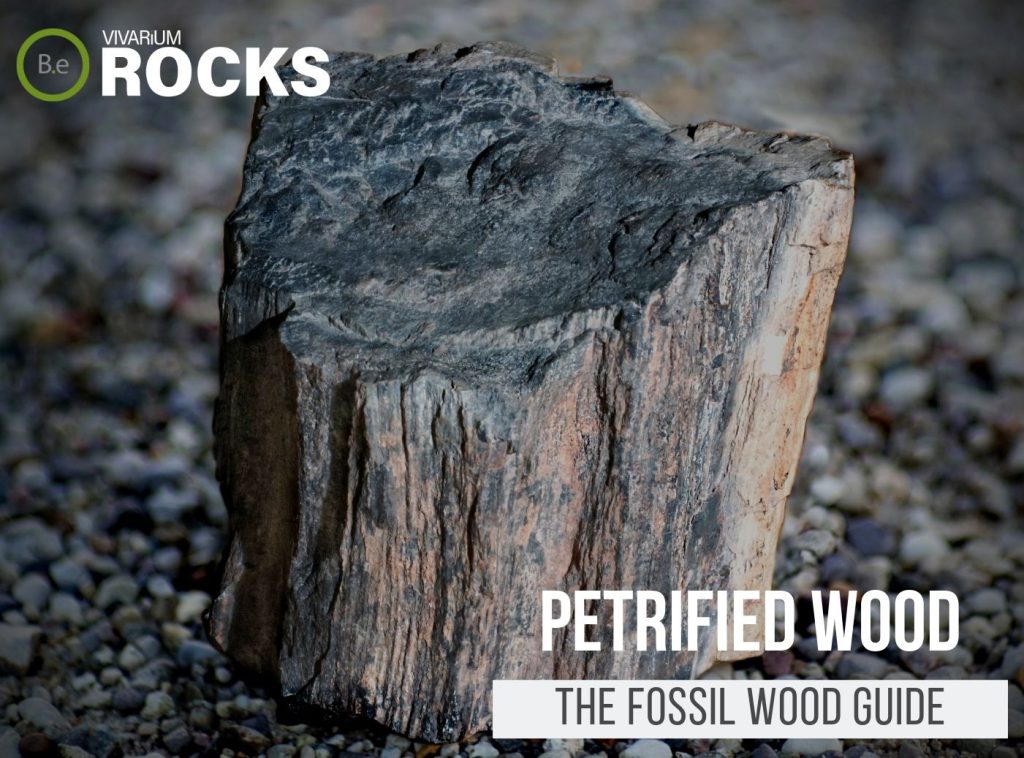 Petrified Wood "Fossil Wood" Hardscape Guide