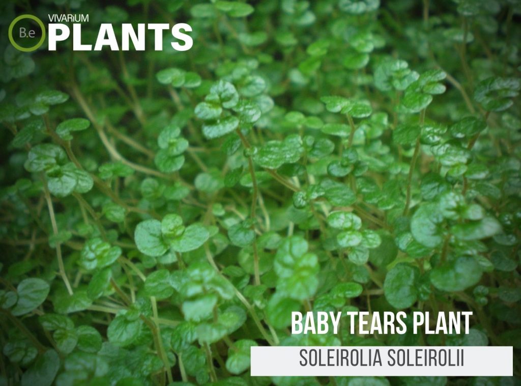 Baby Tears Plant (Soleirolia Soleirolii)