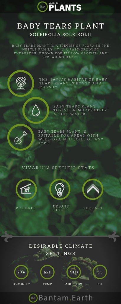 Baby Tears Plant (Soleirolia Soleirolii) Care Guide