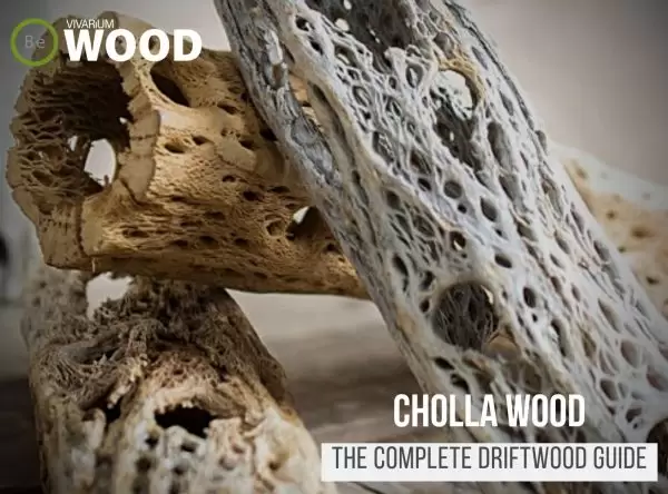 Cacti Driftwood "Cholla Wood" - The Hardscape Guide