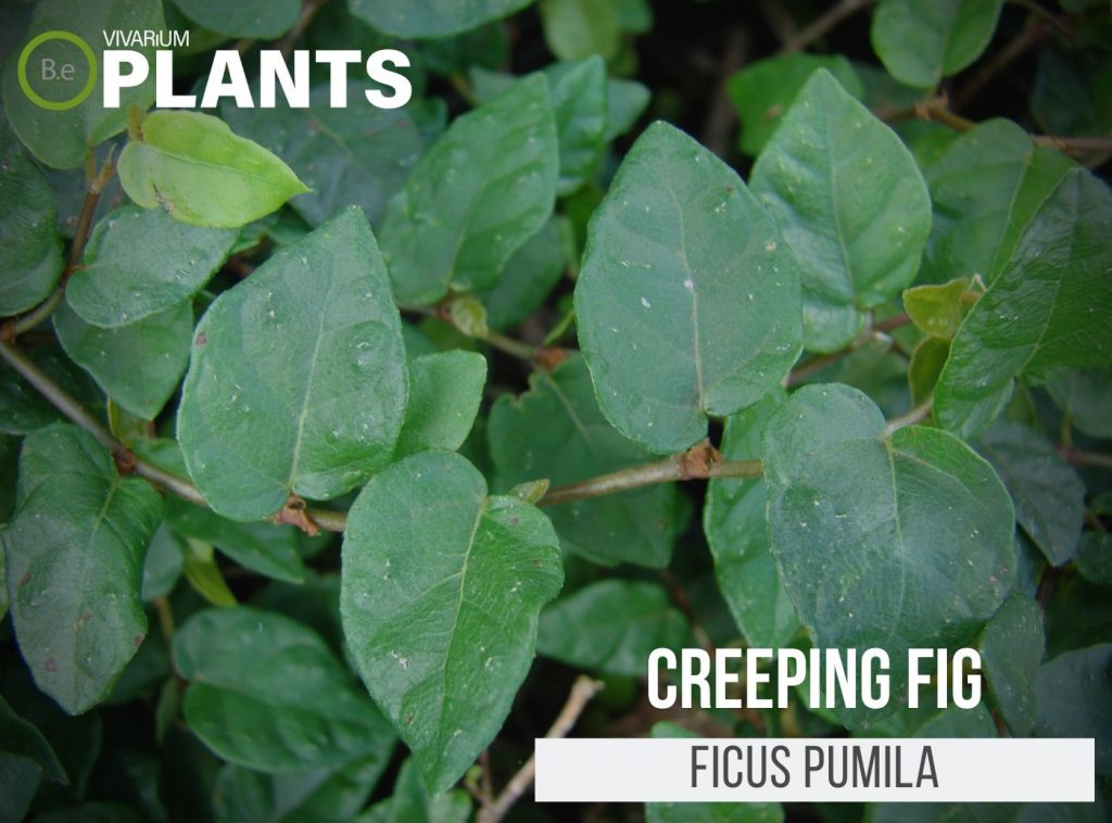 Creeping Fig (Ficus Pumila)