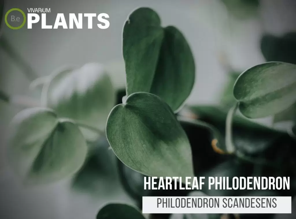 Heartleaf Philodendron (Philodendron Scandesens)