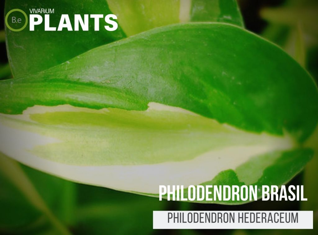 Philodendron Brasil (Philodendron Hederaceum)