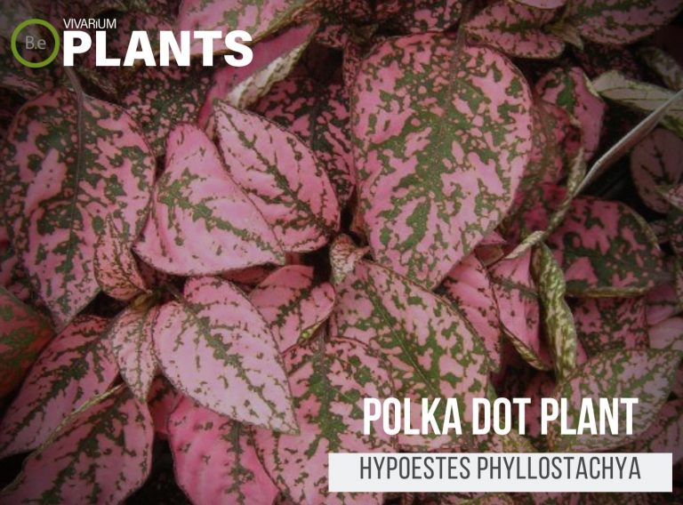 Hypoestes Phyllostachya "Polka Dot Plant" Care Guide