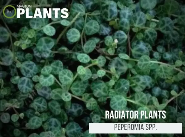 Radiator Plants (Peperomia Spp.)