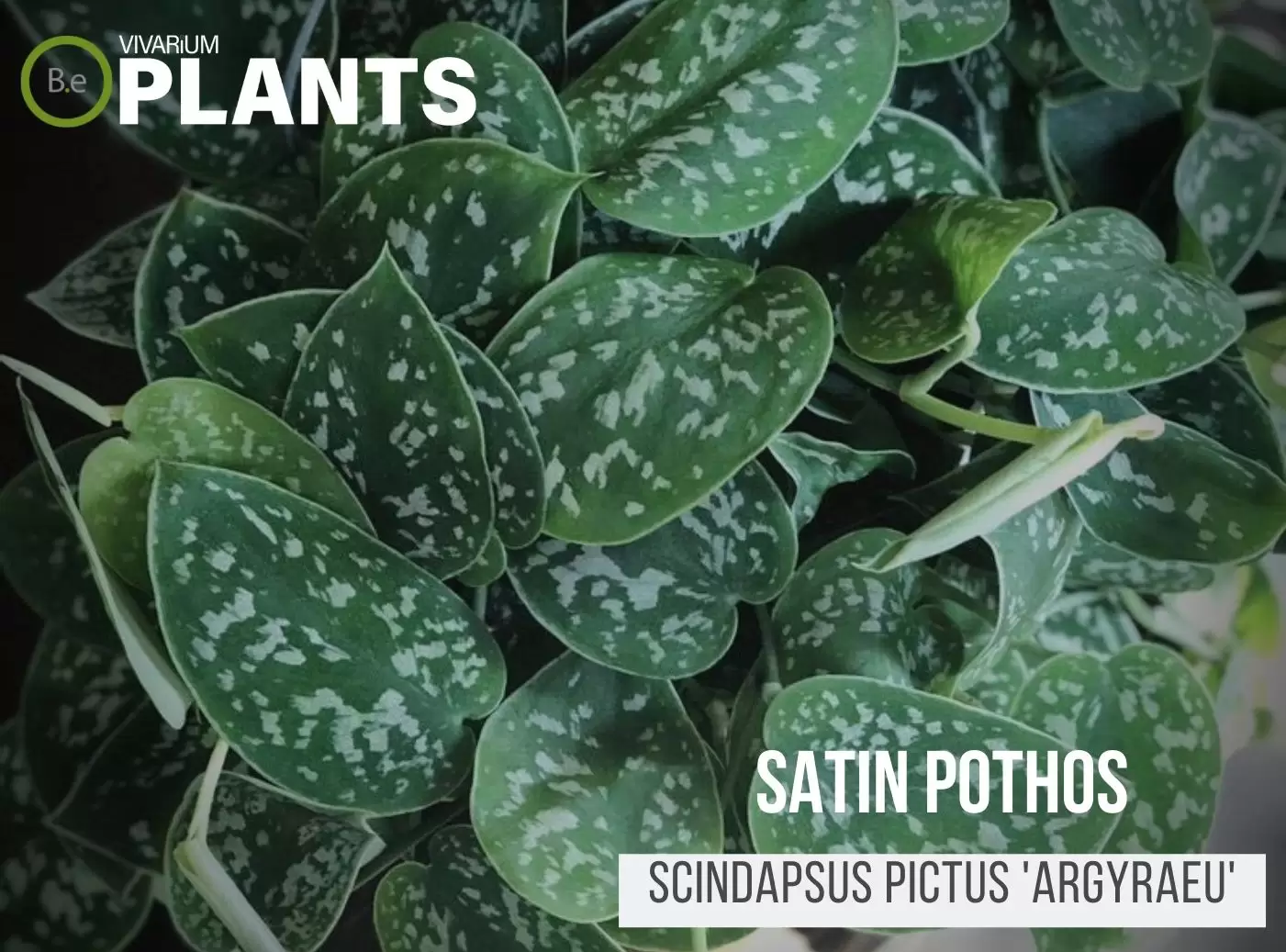 Satin Pothos (Scindapsus Pictus 'Argyraeu')