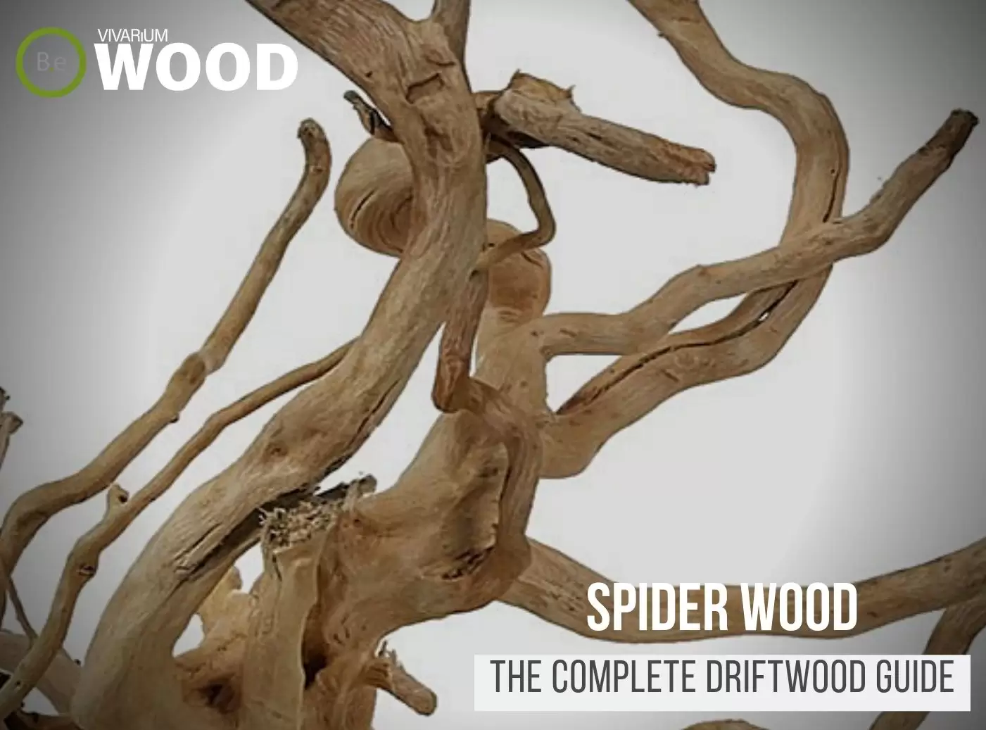 Spider Wood #S0076 – AquaSnails