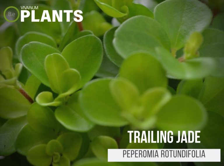 Peperomia Rotundifolia "Trailing Jade" Care Guide Vivarium Plants