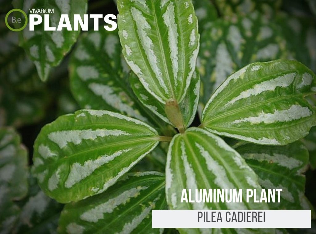 Aluminum Plant (Pilea Cadierei)