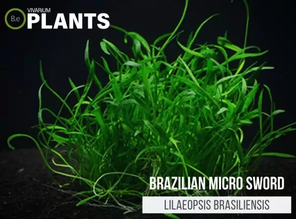 Brazilian Micro Sword (Lilaeopsis Brasiliensis)