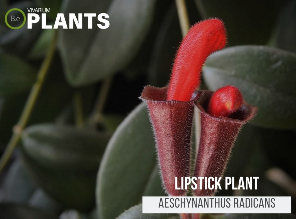 Lipstick Plant (Aeschynanthus Radicans)