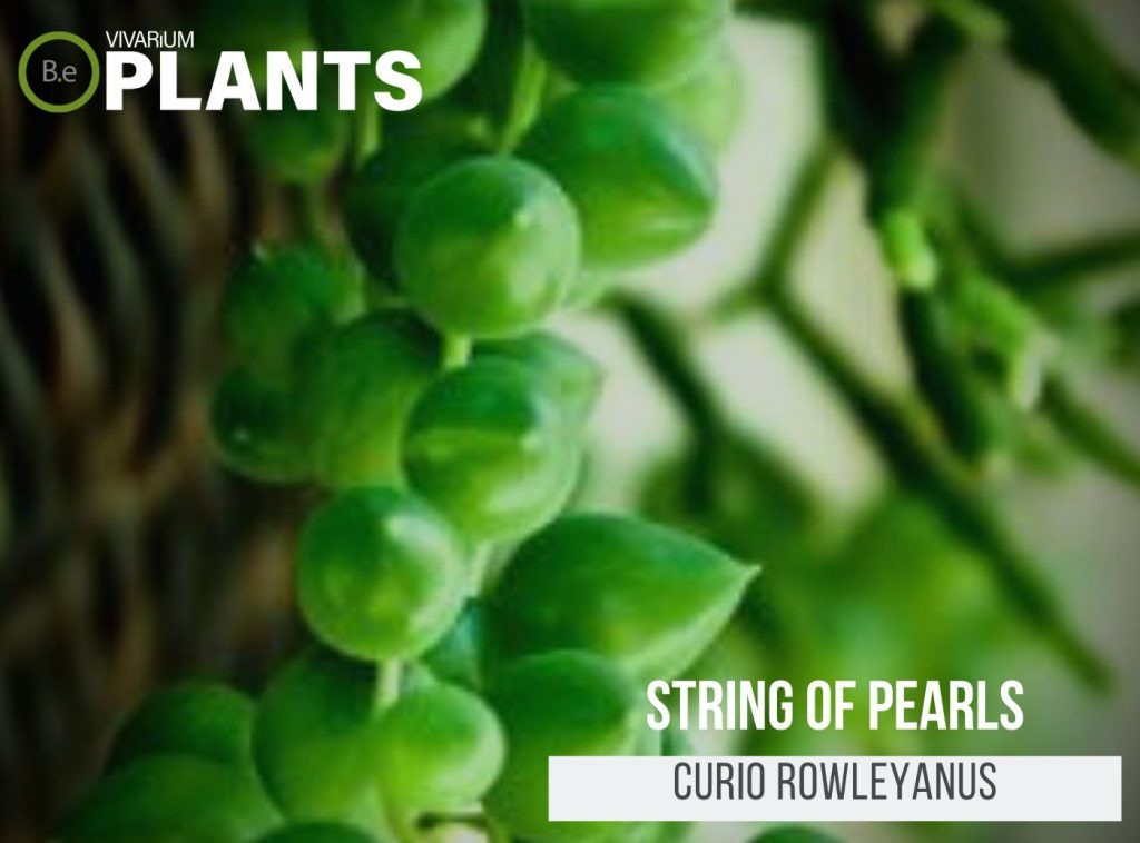 String Of Pearls (Curio Rowleyanus)