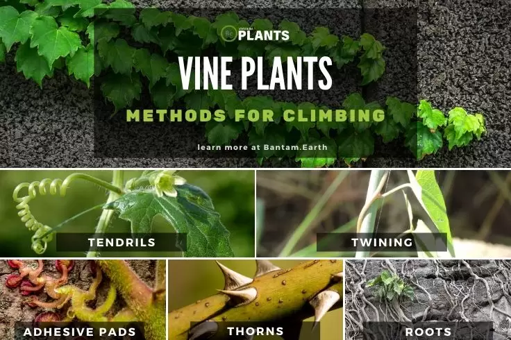 Vine Plant Climbing Methods