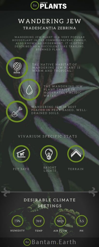 Wandering Jew (Tradescantia Zebrina) Care Guide