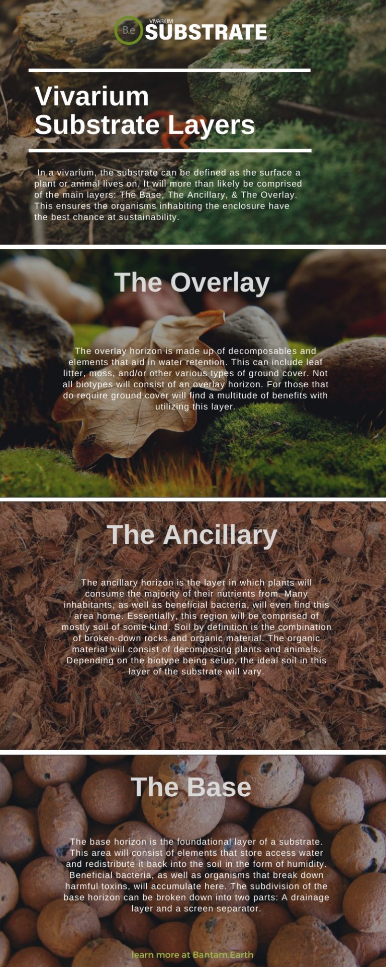 Explore Various Types Of Vivarium Substrates Bantam.Earth