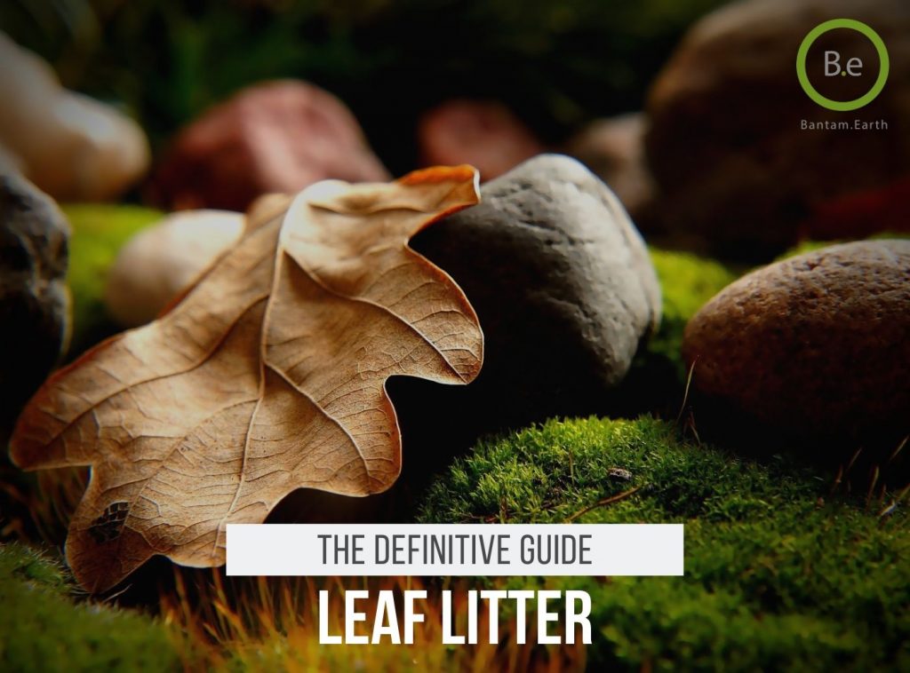 Vivarium Leaf Litter Guide