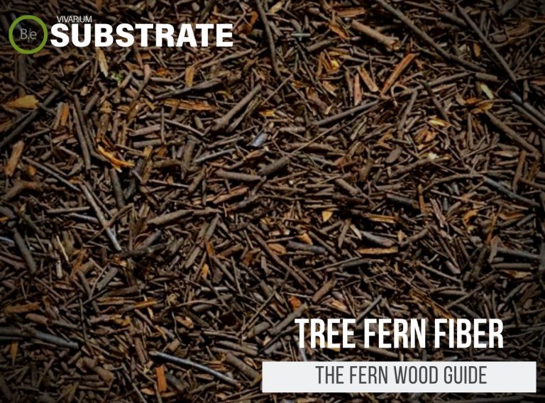 A Complete Guide On Tree Fern Fiber "Fern Wood" For Vivarium Use
