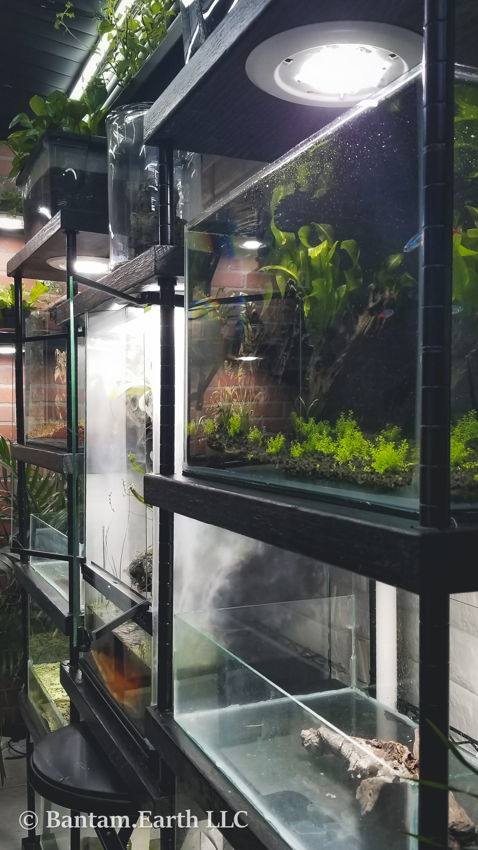 Rustic DIY Vivarium Rack With Adjustable Shelves Bantam.Earth