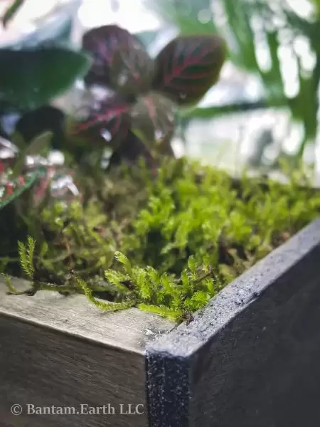 Open top terrarium box